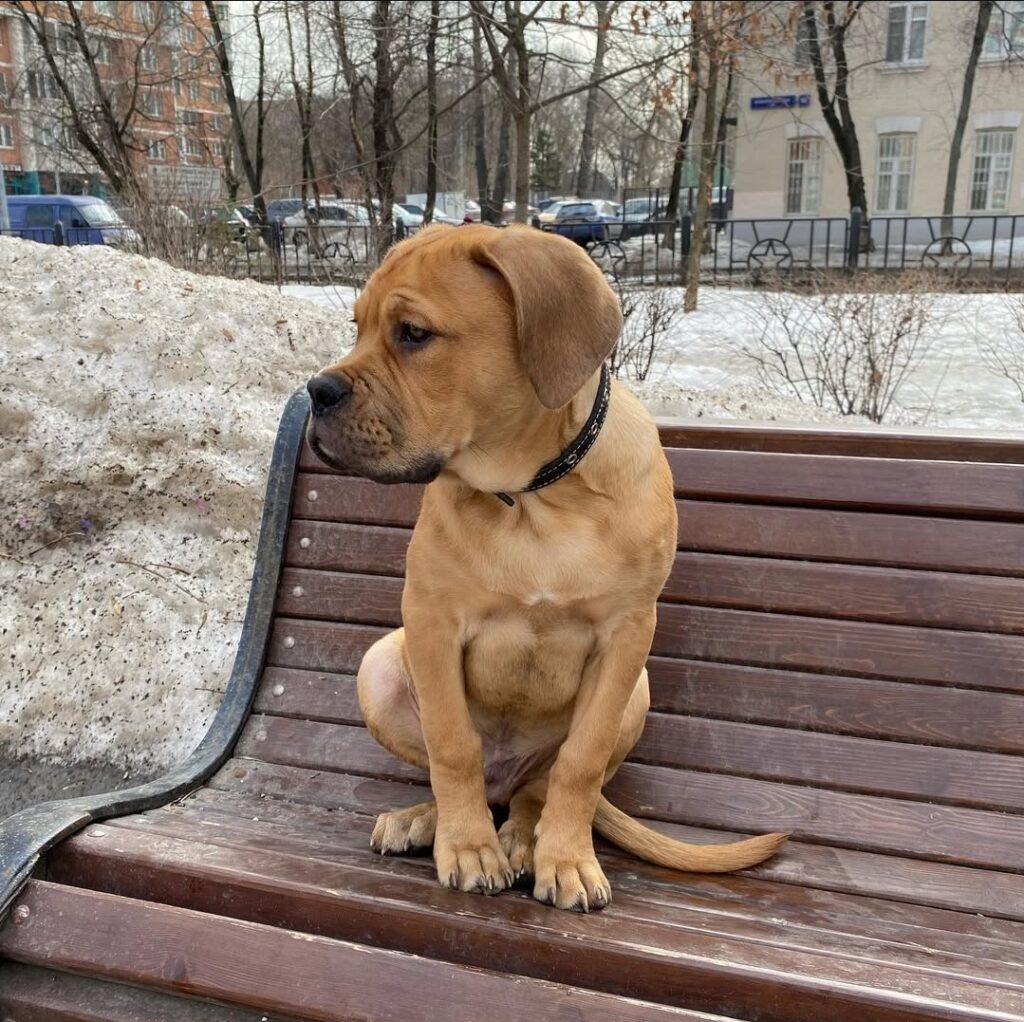 Bull Mastiff