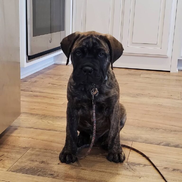 Bull Mastiff