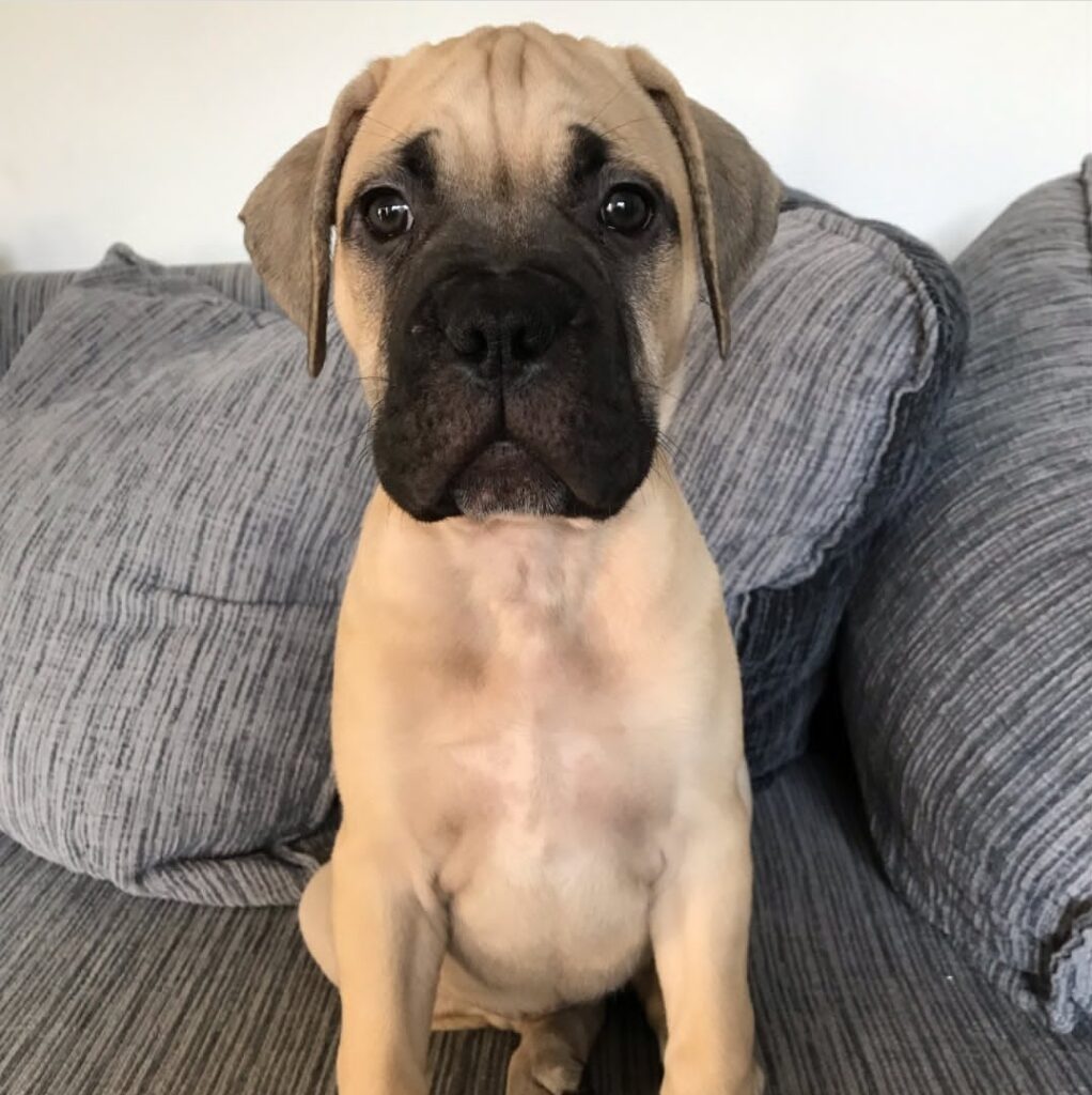 English Mastiff