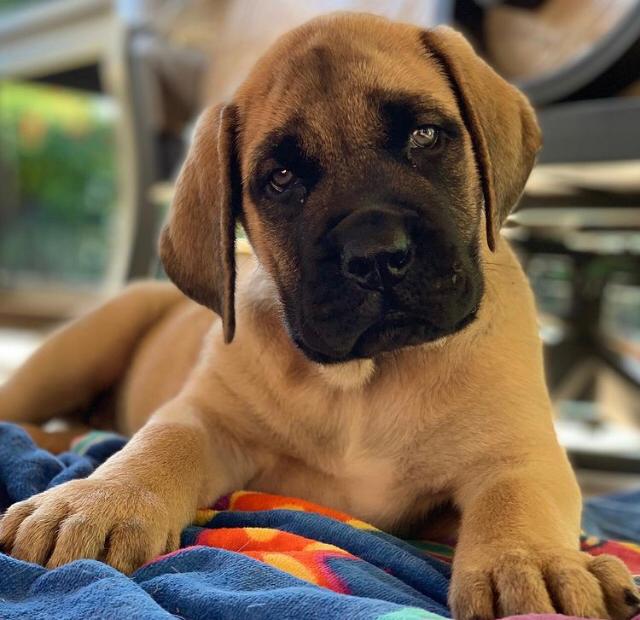 Male English Mastiff