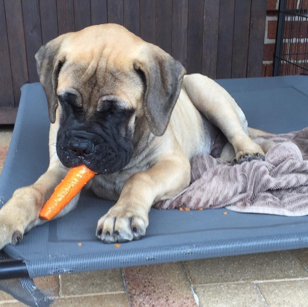 Bull Mastiff
