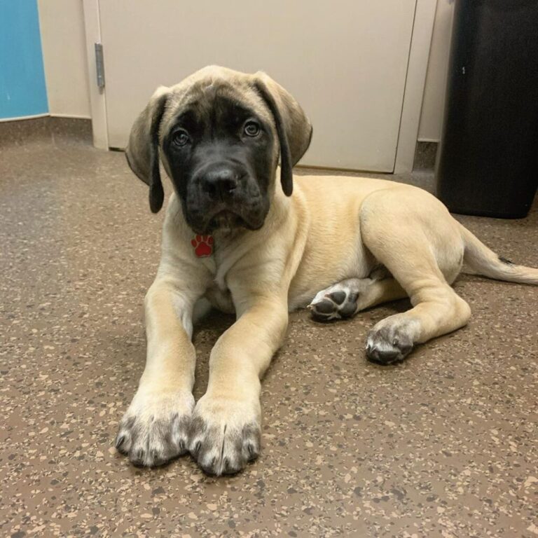 English Mastiff Puppies