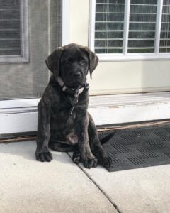 English & Bull mastiff Puppies For Sale